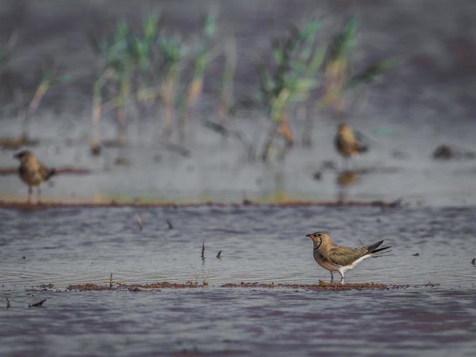 Día de los Humedales.