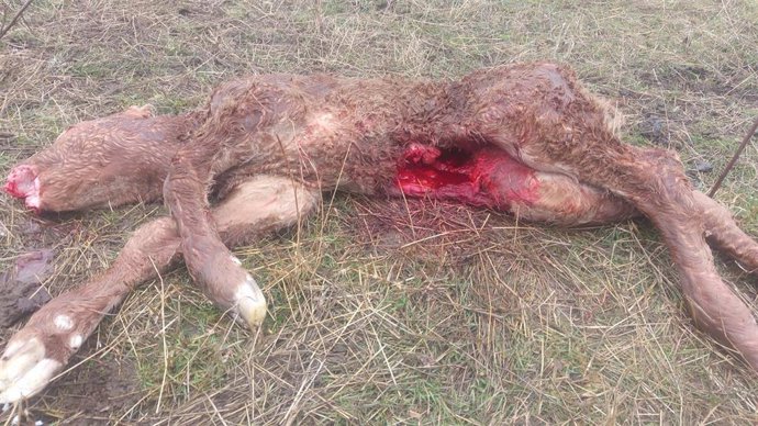 La Asociación Agraria Jóvenes Agricultores (ASAJA) de Ávila ha denunciado un nuevo ataque de lobo a un ternero recién nacido, en una parcela colindante con el camino peatonal que une el parque de El Soto con el puente de El Fresno