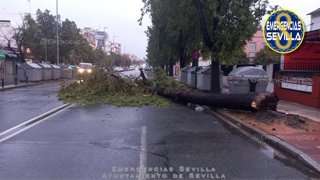 Caída de un árbol en Marqués de Pickman, entre la Ronda del Tamarguillo y la Gran Plaza, por las fuertes rachas de viento.