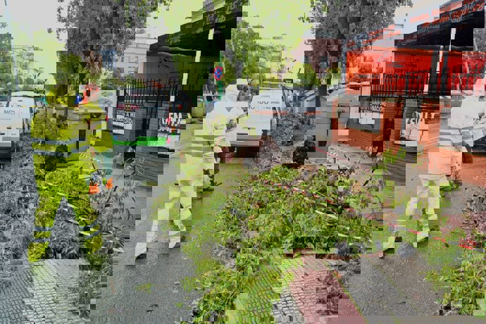 Árbol caído en la avenida Marqués de Pickman