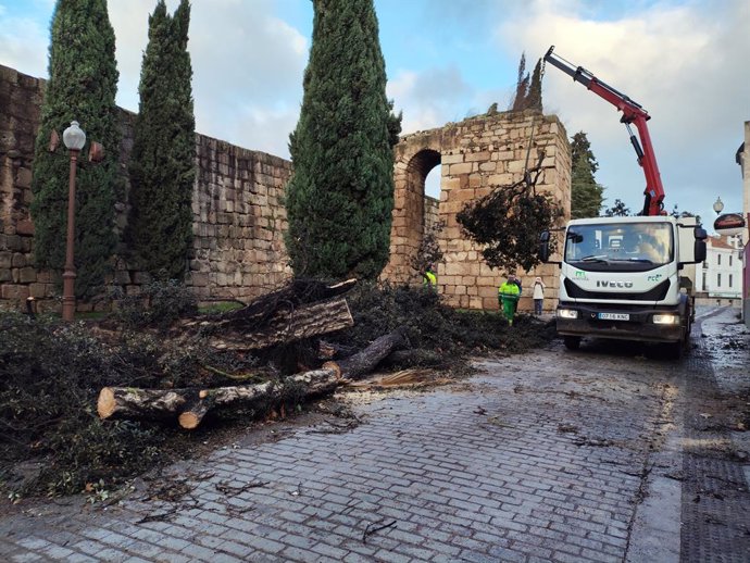 Funcionários municipais da Câmara Municipal de Mérida recolhem árvores caídas pela tempestade Kristin nos arredores da Alcazaba árabe.