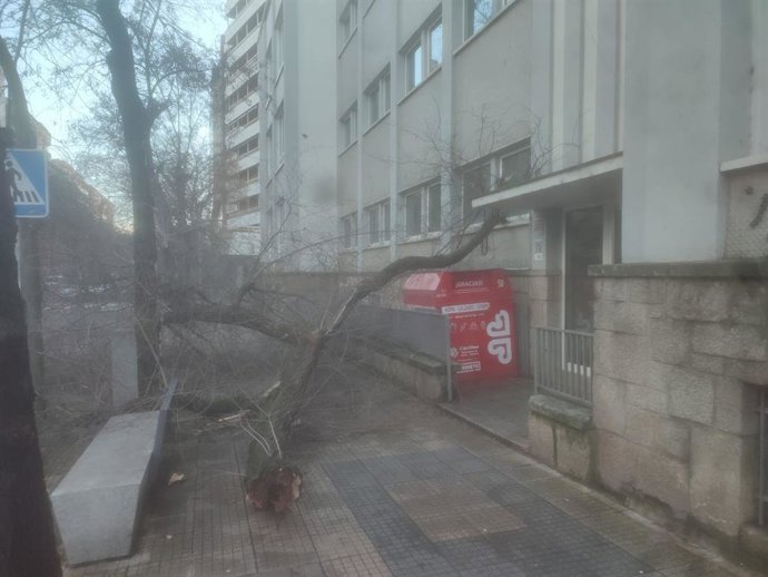 Arbol caído a la entrada de un colegio en Extremadura
