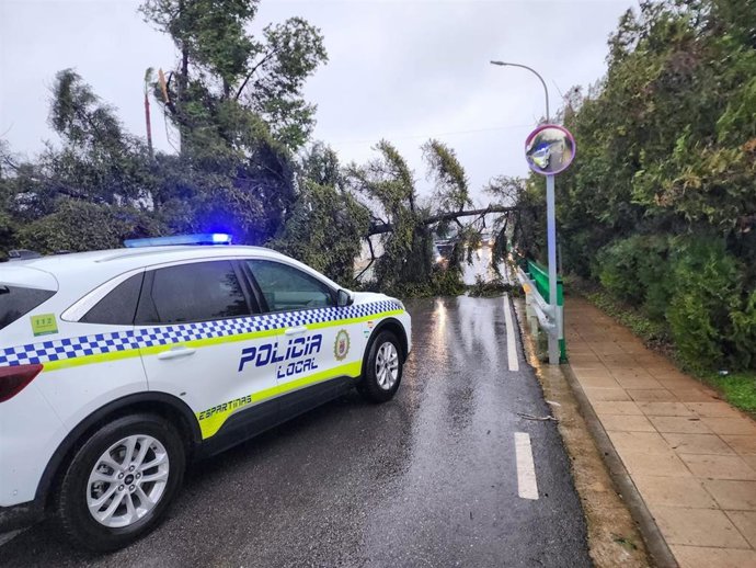 Cortado al tráfico un tramo de la A-8075 en Espartinas por la caída de un árbol de gran porte.