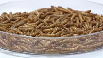 Una empresa de cría y transformación de insectos, premio Pyme del Año en Salaman