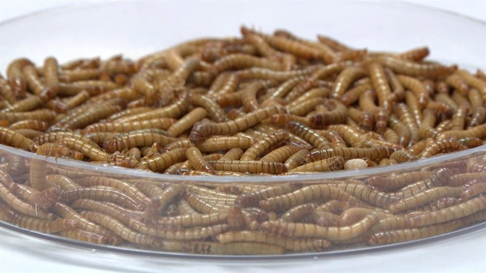 Una empresa de cría y transformación de insectos, premio Pyme del Año en Salaman