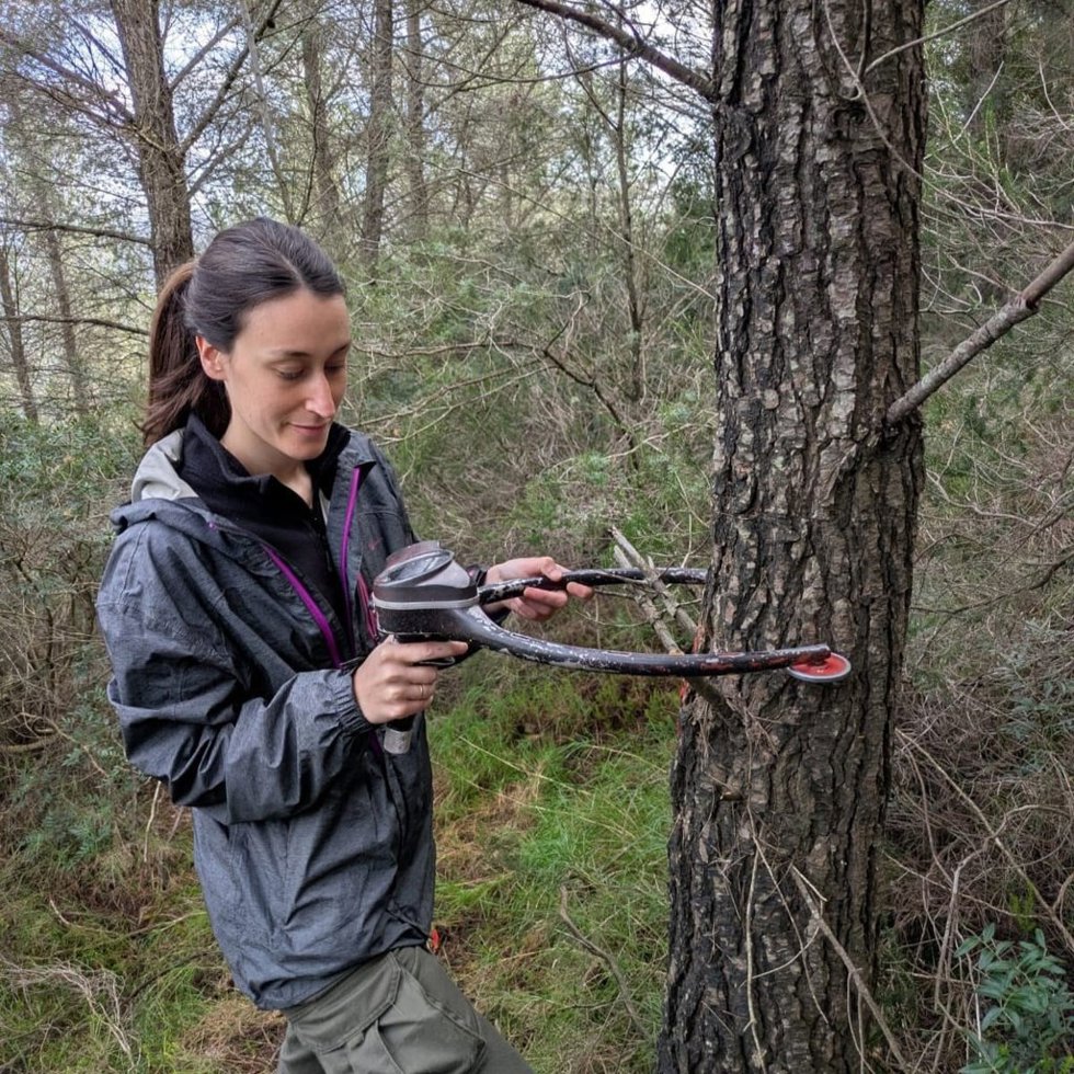 Una operaria trabaja en la elaboración del nuevo Mapa Forestal de Baleares.