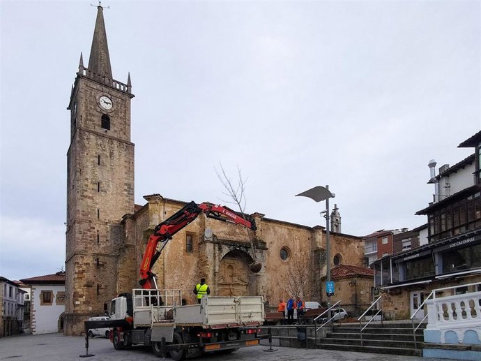 Comillas finaliza la plantación de los castaños en la plaza del Corro Campíos