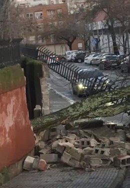 Muro derribado en el IES El Brocense de Cáceres por la caída de un árbol