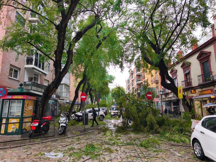 Corte en la calle San Jacinto de Sevilla tras la caída de un árbol por las rachas de viento debido a la borrasca Kristin.