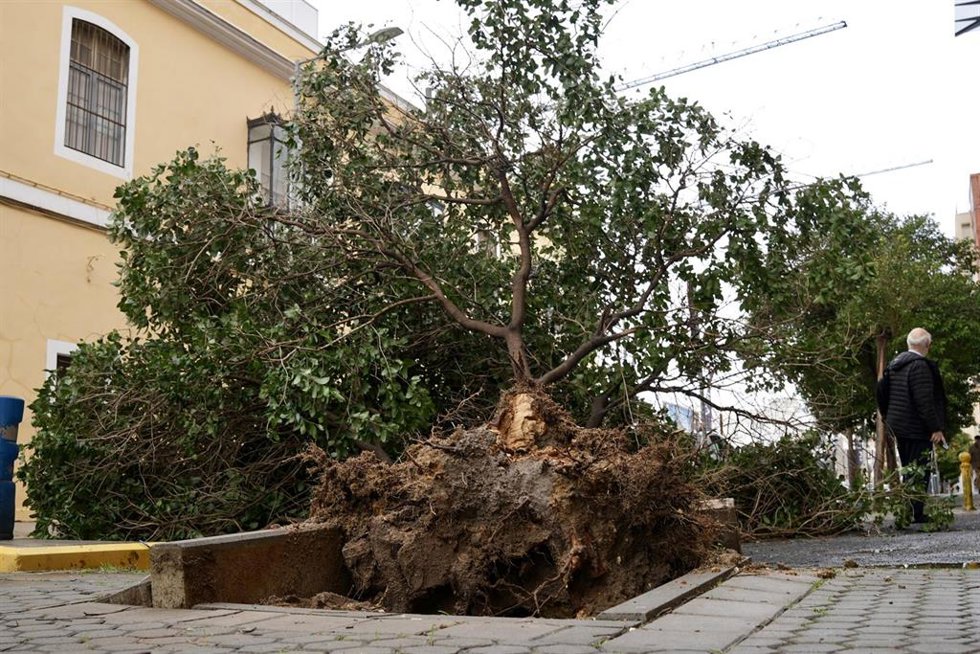 Imagen de un árbol caído en la calle Jiménez de aranda de Sevilla por el temporal de lluvia y viento que barre a la capital hispalense. 