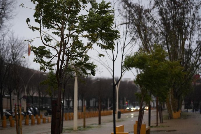 Varios árboles azotados por viento y lluvia.