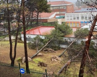 Árboles derribados, por efecto del fuerte viento, sobre instalaciones de un colegio público en Priego de Córdoba.