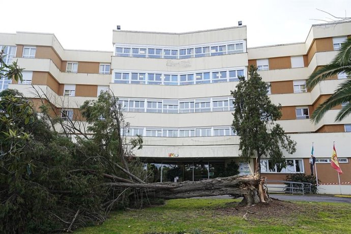 Árbol derribado por la borrasca 'Kristin' en las inmediaciones de la Residencia Asistida de Cáceres