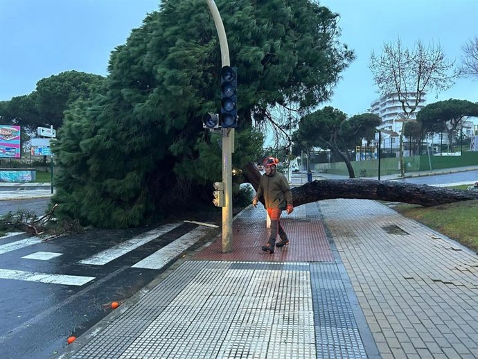 Un árbol caído por la borrasca Kristin en Punta Umbría (Huelva).