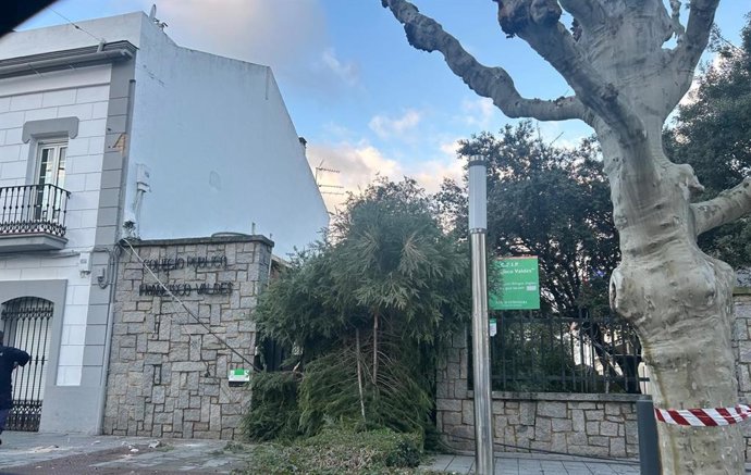 Arbol caído a la entrada de un colegio en Don Benito