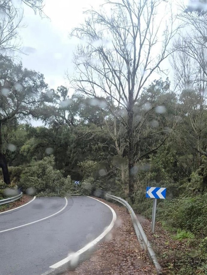 Un árbol caído por el fuerte viento en una carretera de la provincia de Huelva.