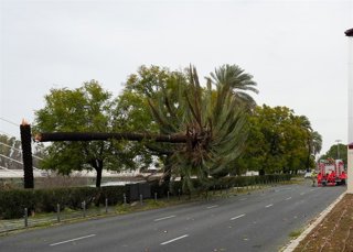 Bomberos de Sevilla terminan de tirar una palmera dañada por el fuerte viento del temporal que asola a toda Andalucía y amenazaba con caerse. 