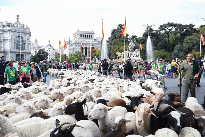 Archivo - Rebaños de ovejas atraviesan el centro de Madrid durante la 32ª edición de la Fiesta del Pastor y de la Trashumancia, a 19 de octubre de 2025, en Madrid (España). 1.140 ovejas y cabras guisandesas provenientes de la Sierra de Gredos y Ávila prot