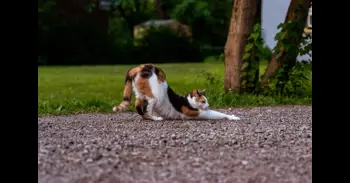 ¿Por qué se estira tu gato al verte? La razón no es solo física