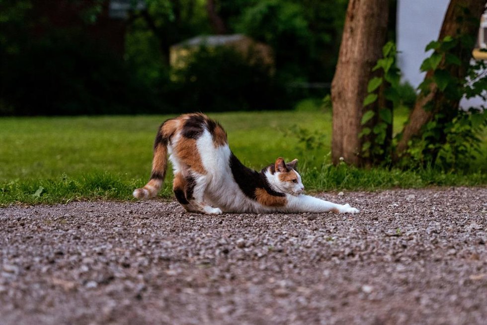 ¿Por Qué Se Estira Tu Gato Al Verte? La Razón No Es Solo Física