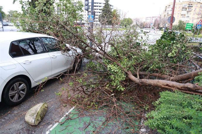 Imagen de ramas caídas en Sevilla Este por el temporal de lluvia y viento que barre a la capital hispalense. 