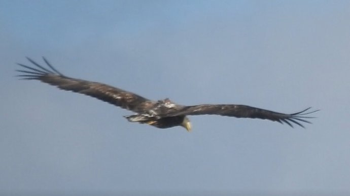 Ejemplar de pigargo europeo (Haliaeetus albicilla),