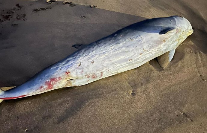 Ejempla de cachalote enano aparecido en la costa vasca.