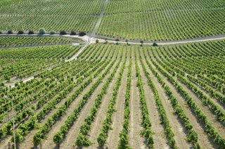 Archivo - Una viña del Marco de Jerez