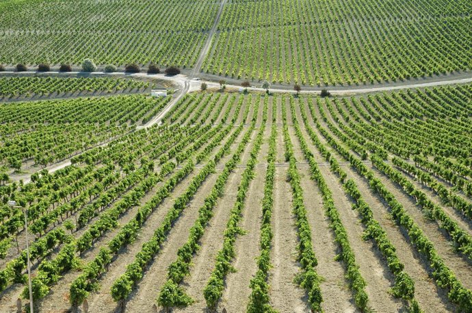 Archivo - Una viña del Marco de Jerez