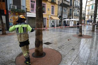 Bomberos de Málaga proceden a cerrar una calle de la capital por posible caída de palmeras por acción del temporal de lluvias y fuertes vientos que barre a toda Andalucía.