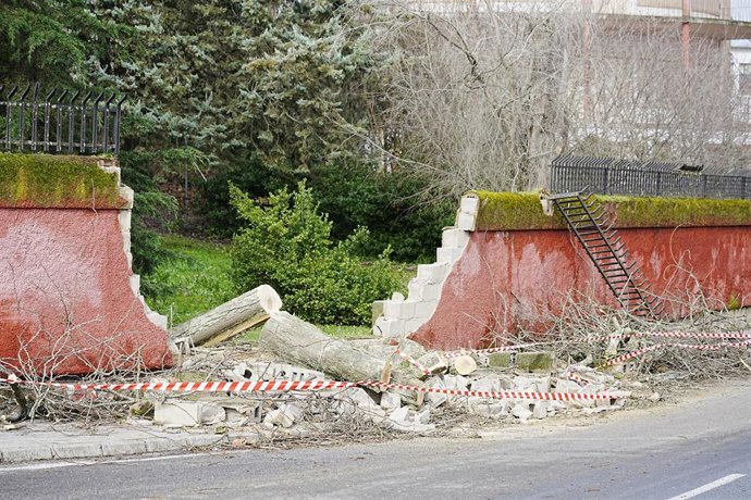 Un árbol caído como consecuencia del viento derrumba un muro, a 28 de enero de 2026, en Cáceres, Extremadura (España). 