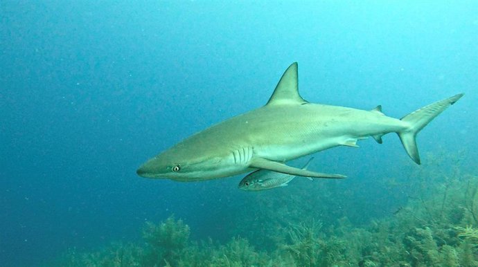 Archivo - Un ejemplar de tiburón en el mar.