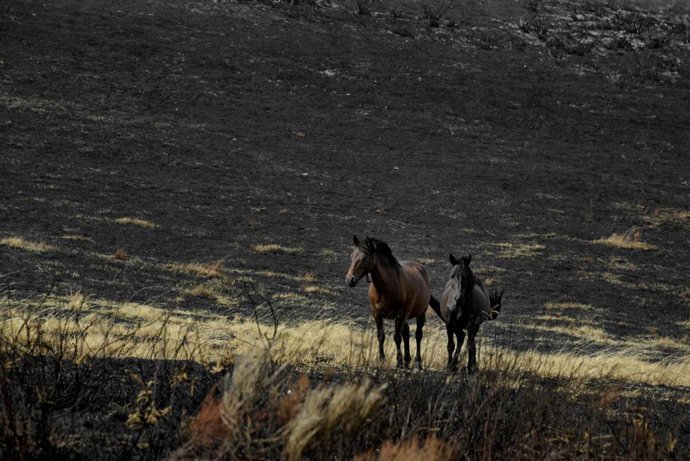 Archivo - Dos caballos en medio de los montes quemados de la sierra de san Mamede, a 10 de septiembre de 2025, en Ourense, Galicia (España). En la provincia de Ourense se han calcinado más de 147.000 hectáreas en lo que va de 2025, convirtiéndose en la pr