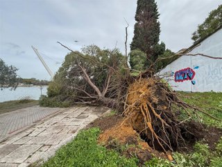 Un árbol de grandes dimensiones cae por la acción del fuerte viento del temporal que asola a toda Andalucía, en el paseo Rey Juan Carlos I de Sevilla. 