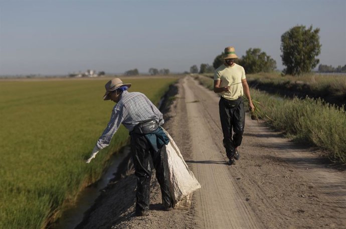 Archivo - Un grupo de jornaleros durante su labor, escardar arroz, en un arrozal en Isla Mayor. A 26 de agosto de 2022 en Sevilla (Andalucía, España).