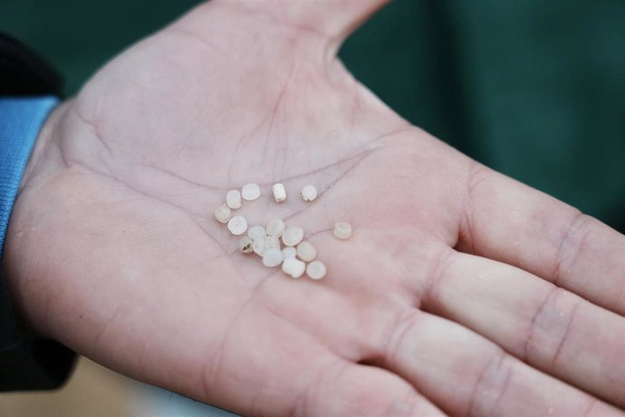 Archivo - Un voluntario muestra varios pellets en la palma de su mano en la playa de La Arena, a 10 de enero de 2024, en Muskiz, Vizcaya, País Vasco (España). Ayer, 9 de enero, se detectó la presencia de pellets en la playa vizcaína de La Arena. Después d