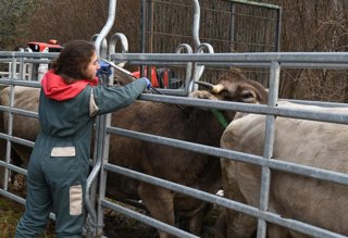 Una veterinaria del Gobierno vacunando vacas contra la dermatosis.