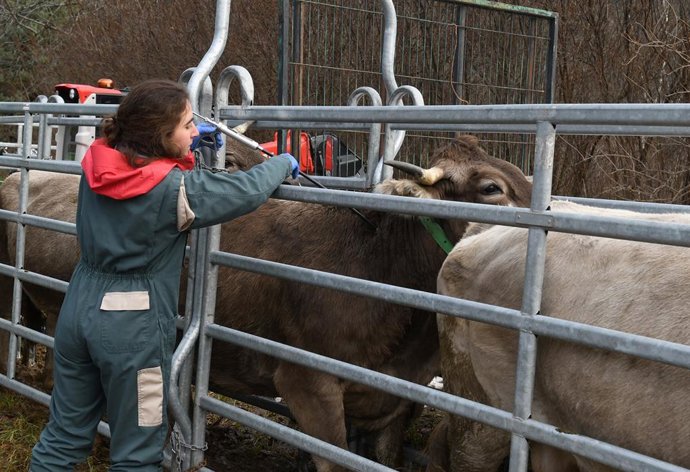 Una veterinària del Govern vacunant vaques contra la dermatosis.