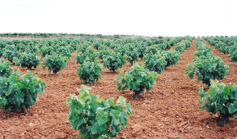 Valencià