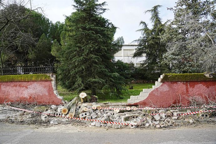 Un árbol caído como consecuencia del viento derrumba un muro, a 28 de enero de 2026, en Cáceres, Extremadura (España). 
