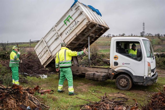 Operarios del Ayuntamiento de Mérida durante las labores de limpieza de los desperfectos provocados por la borrasca Kristin.