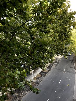 Viento en la copa de un árbol en Ciudad Real.