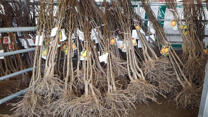 Archivo - Ejemplares de la campaña del árbol