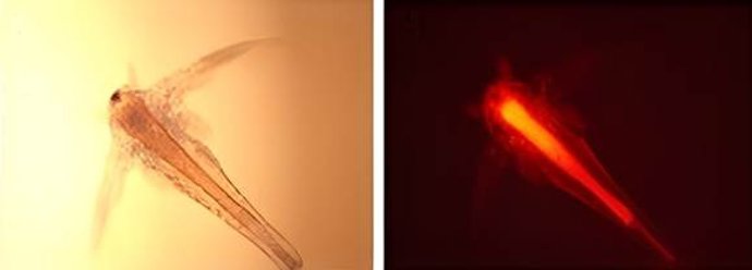 Partículas del bioplástico PHBV (en rojo) en el tracto digestivo de A. Franciscana.