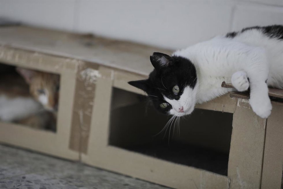 Archivo - Imagen de archivo de gatos