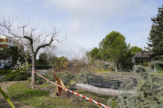 Un árbol caído como consecuencia del viento, a 28 de enero de 2026, en Cáceres, Extremadura (España). 
