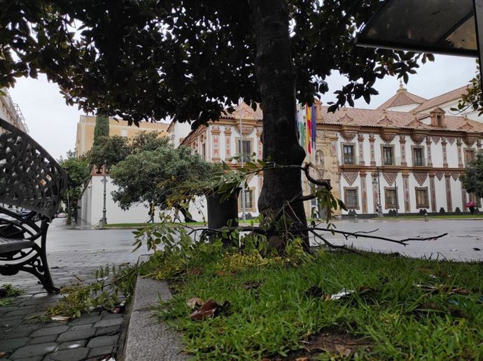 Archivo - Rama arrancada de un árbol, por la acción del viento, ante el Palacio de la Merced, sede de la Diputación de Córdoba, en una imagen de archivo.