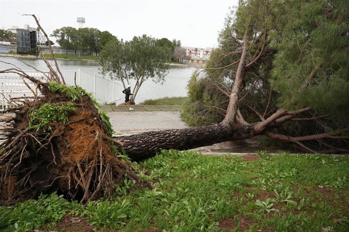 Bomberos de Sevilla terminan de tirar una palmera que amenazaba con caerse tras haber sido dañada por el fuerte viento del temporal que asola a toda Andalucía. 
