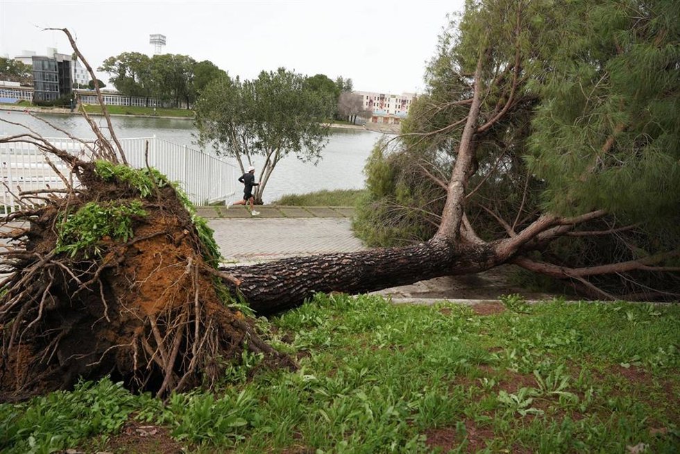 Bomberos de Sevilla terminan de tirar una palmera que amenazaba con caerse tras haber sido dañada por el fuerte viento del temporal que asola a toda Andalucía.