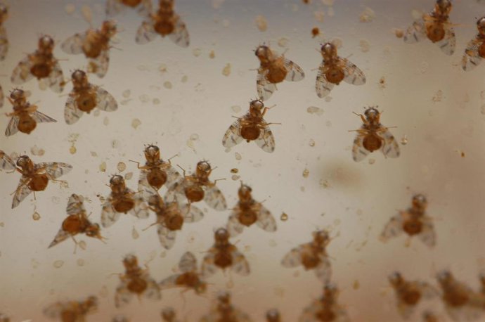 Archivo - Mosca de la fruta (Ceratitis capitata)